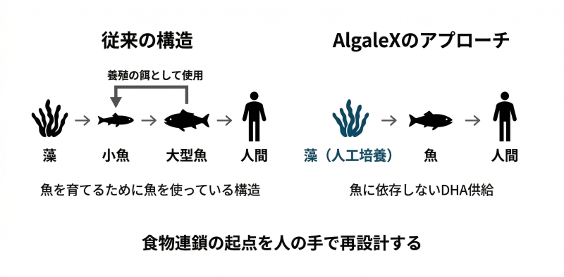 従来の養殖では魚を育てるために魚由来の餌が使われているが、AlgaleXは人工培養した藻を起点にすることで魚に依存しない構造を目指していることを示す図